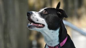 New dog listed for rescue at the Staffie Smiles Rescue - DAISY