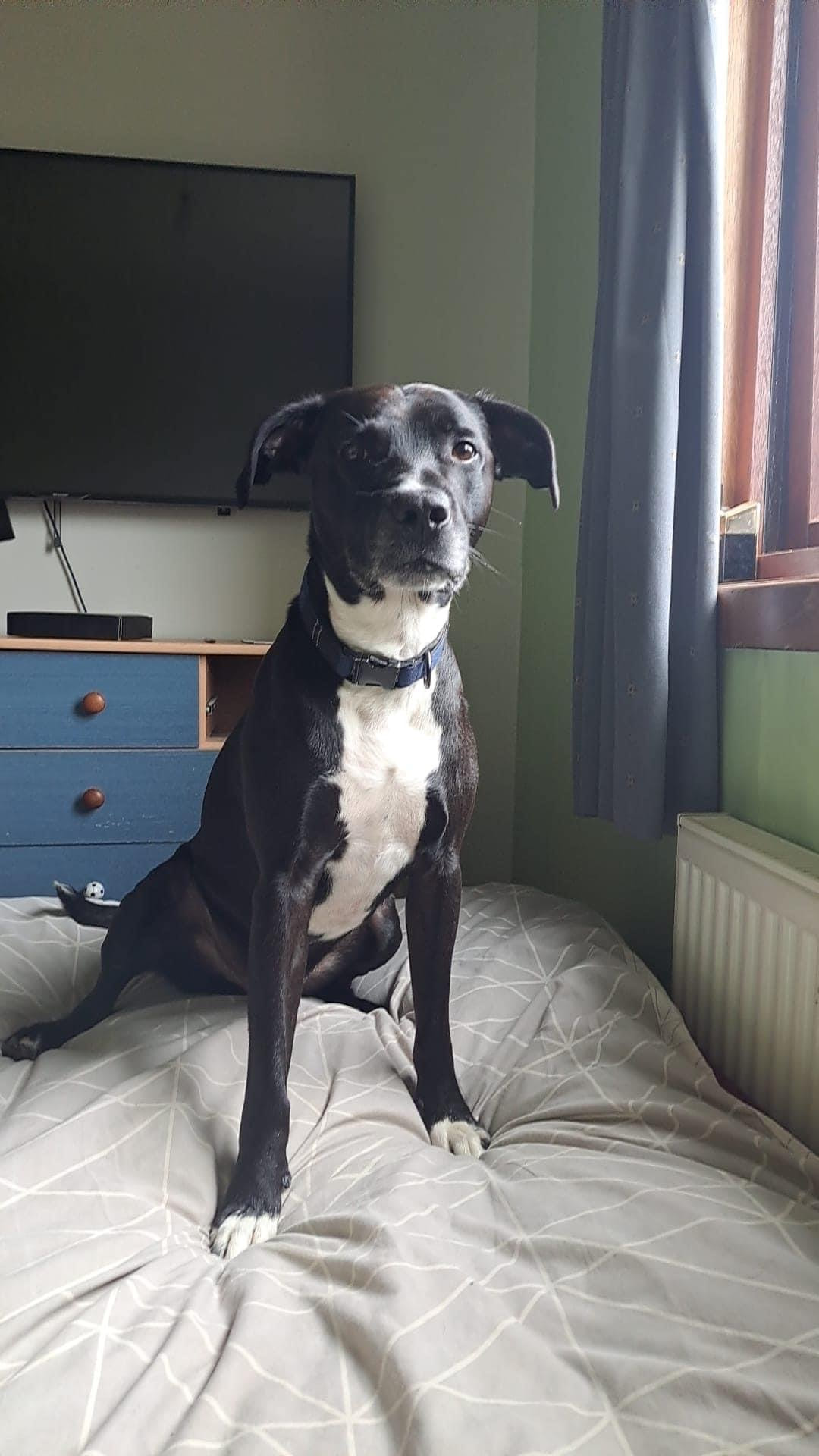 New dog listed for rescue at the Staffie Smiles Rescue - REX